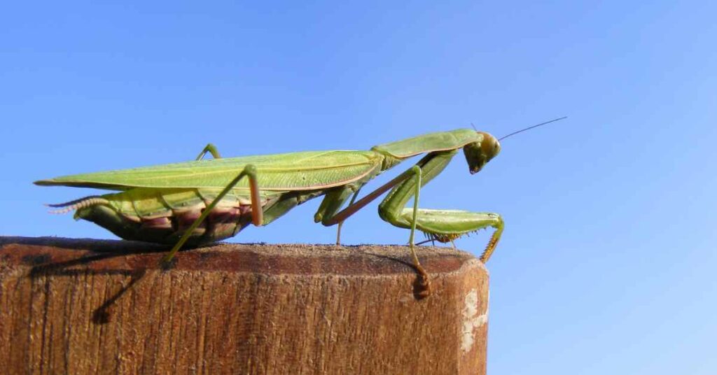 do-praying-mantis-die-after-laying-eggs-insects-authority