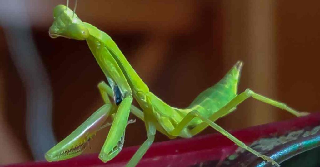 Are Praying Mantis Afraid of Humans? - Insects Authority