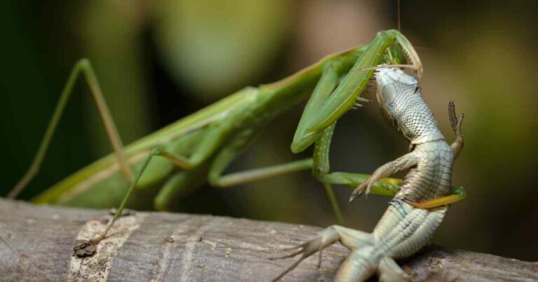 Can Praying Mantis Lift Heavy Objects? - Insects Authority