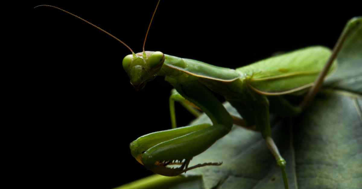 Can Praying Mantis See in the Dark?