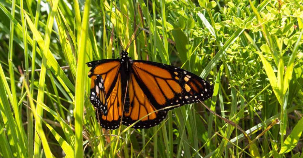 Why Do Butterflies Wings Break? Insects Authority