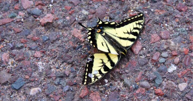 How Do Butterflies Die Naturally? - Insects Authority
