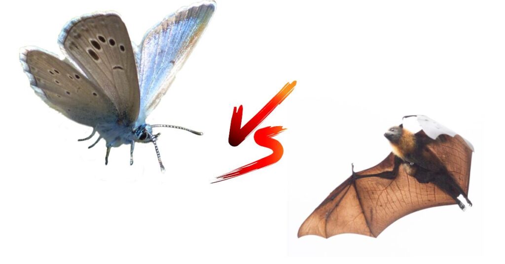 Bat And Insect Are Butterflies And Bats Closely Related? - Insects Authority