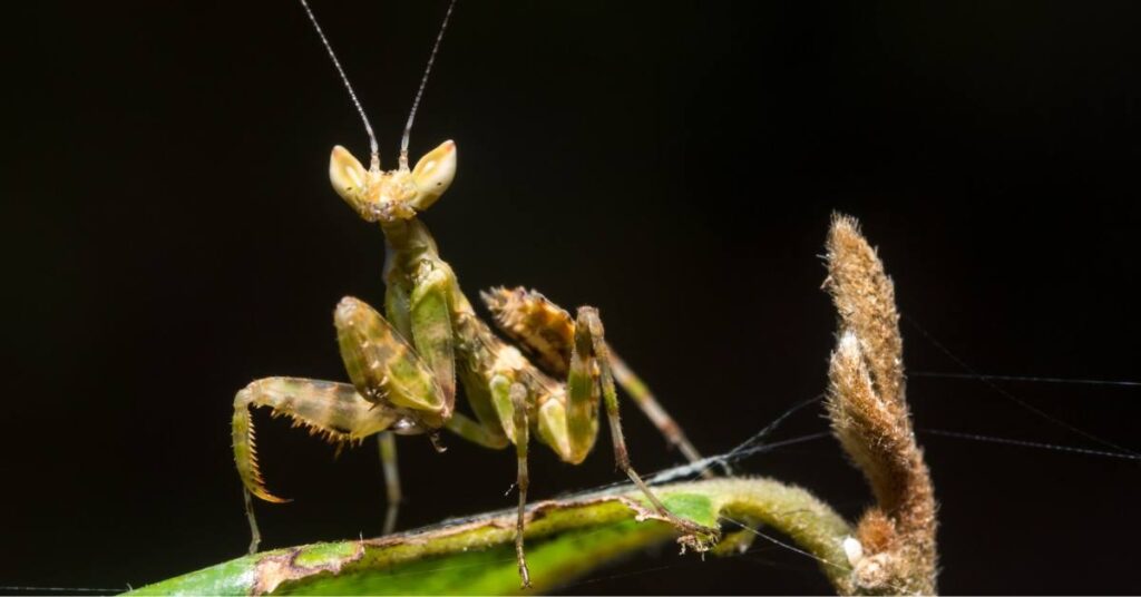 What is The Most Dangerous Praying Mantis in The World?