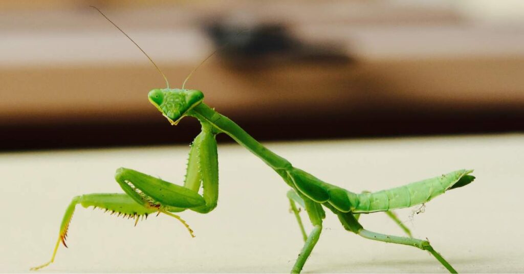 Which Praying Mantis is Poisonous? Insects Authority